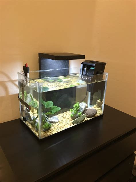 10 gallon aquarium fish ideas|More.